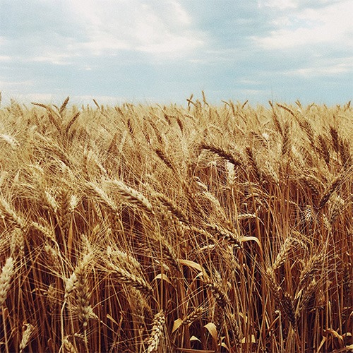 Agrargenossenschaft Thüringer Korn und Rind e. G.